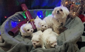 Pure Breed Maltese Puppies Miniature