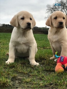 Beautiful Fox Red Labrador Retriver Pupp