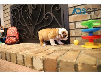 Beautiful English bulldog puppies for sa