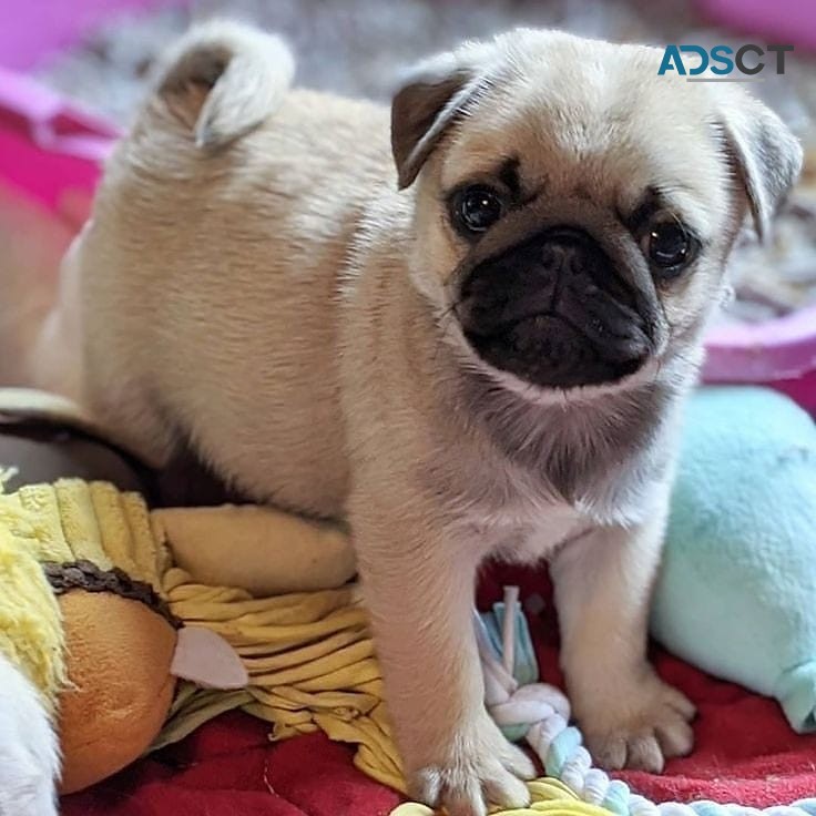 ready Now* Pug Puppies For Sale