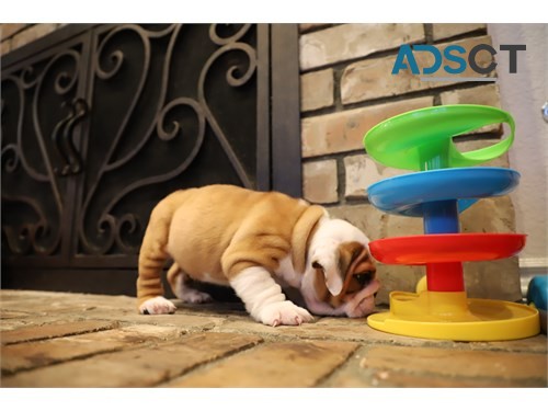 Beautiful English bulldog puppies for sa