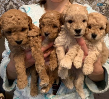 Beautiful Toy Poodles