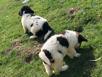 Newfoundland Puppies For Sale