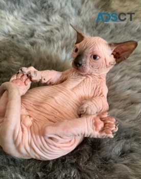 Sphynx kittens