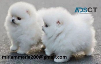 Outstanding Pomeranian Puppies