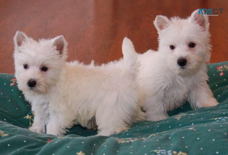 Male and female west highland terrier