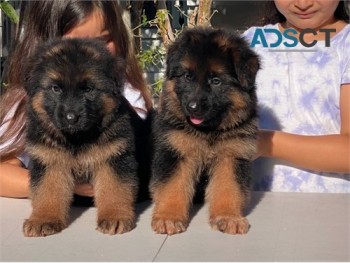 Police Guard German Shepherd pups