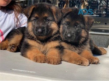 Police Guard German Shepherd pups