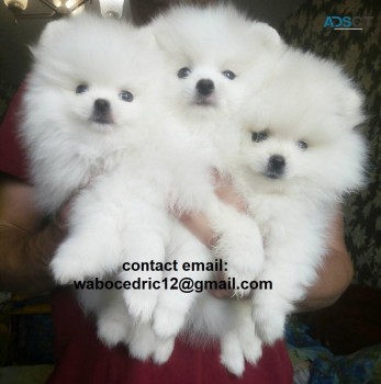 Purebred Pomeranian puppies available.