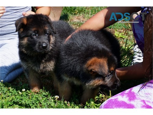 Police Guard German Shepherd pups