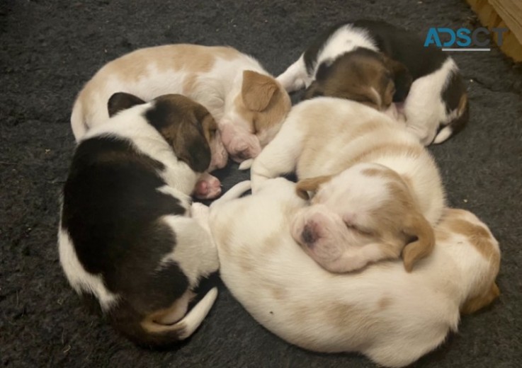 Beagles puppies