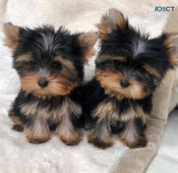 Male and female yorkie puppies