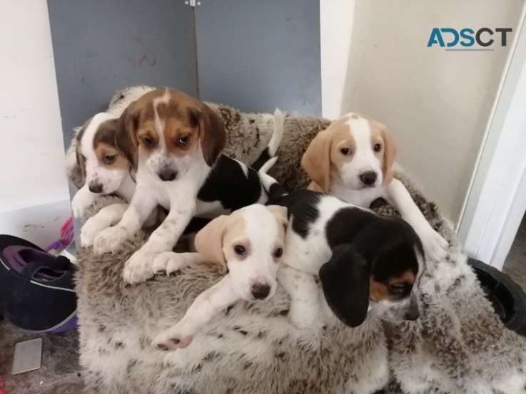  Beagles puppies