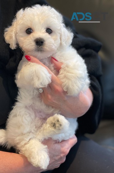 Bichon Frize puppies