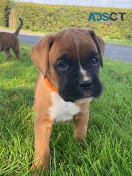 Boxer puppies