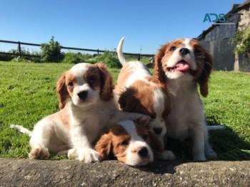 Cavalier King Charles puppies