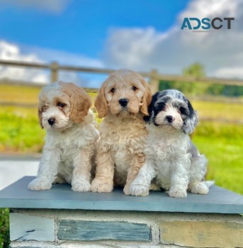 Cavapoo puppies