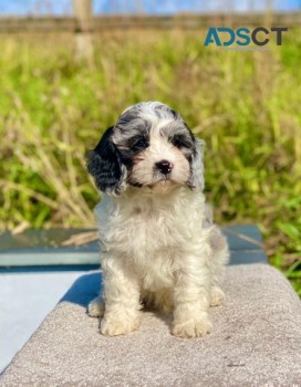  Cavapoo puppies