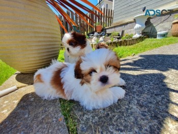 Shih tzu puppies