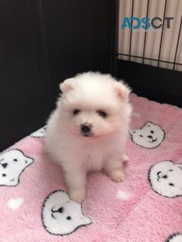 Pomeranians Puppies