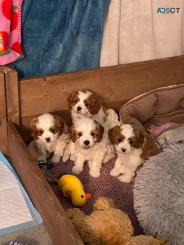     Cavalier King Charles puppies