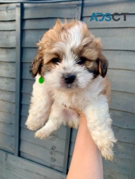  Shih tzu puppies