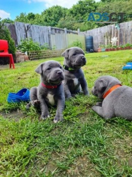   Staffordshire Bull Terrier