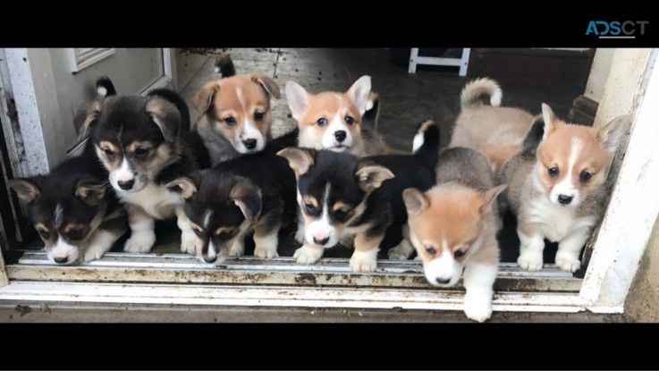 Beautiful Welsh Corgi Pups