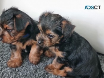 Yorkie Puppies Now Available