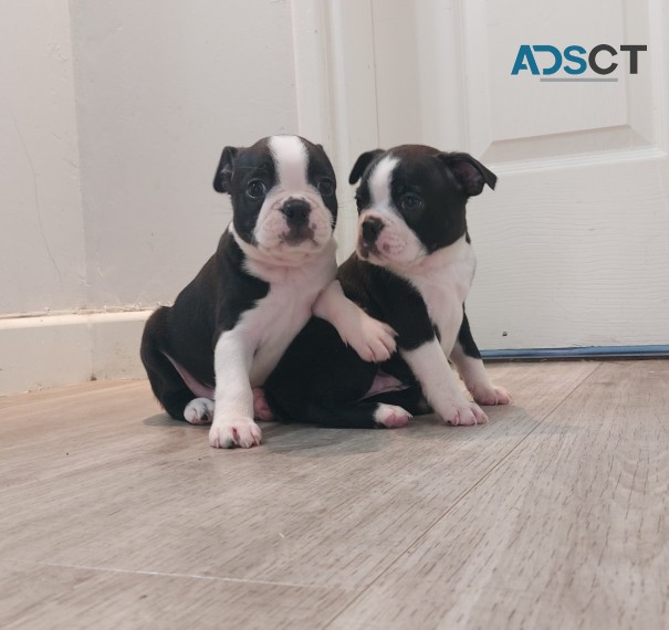 Boston Terrier Puppies