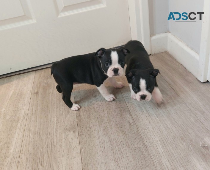 Boston Terrier Puppies