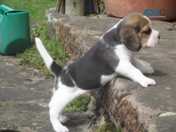 Purebred Beagle Puppies