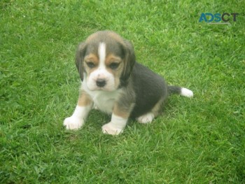 Purebred Beagle Puppies