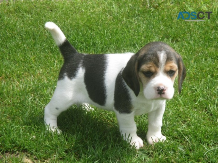 Purebred Beagle Puppies