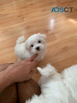 Bichon Frise Puppies