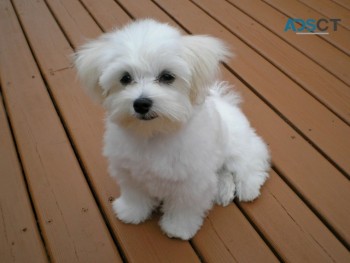 Bichon Frise Puppies