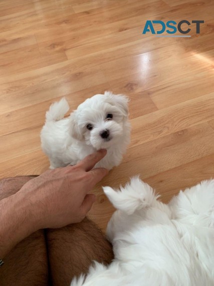 Bichon Frise Puppies