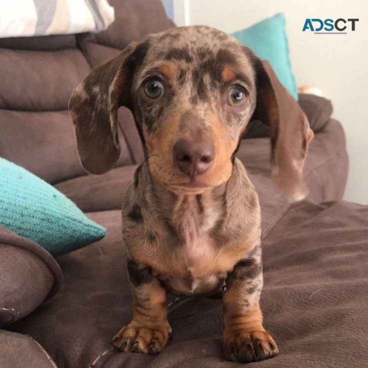 Stunning Dachshund Puppies