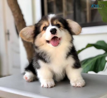 Amazing Kc Pembroke Welsh Corgi Puppies 