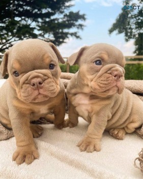 English Bulldog