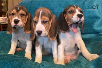 Purebred Beagle Puppies