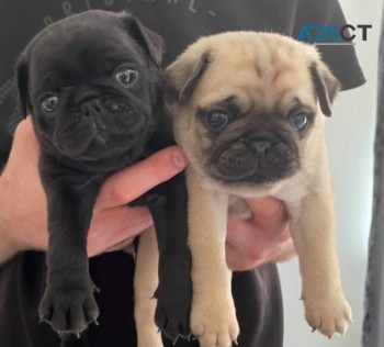  Amazing Kc Pug Puppies Available