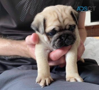  Amazing Kc Pug Puppies Available