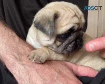  Amazing Kc Pug Puppies Available