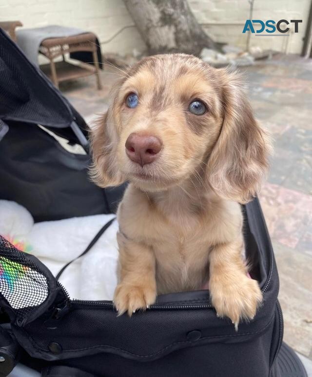 Beautiful Dachshunds puppies for Sale