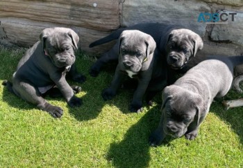 Cane Corso Puppies