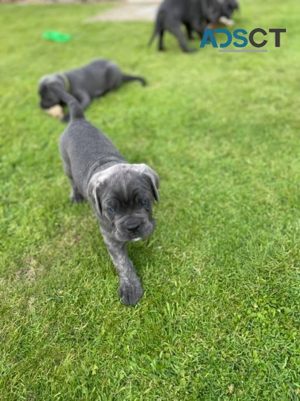 Cane Corso Puppies