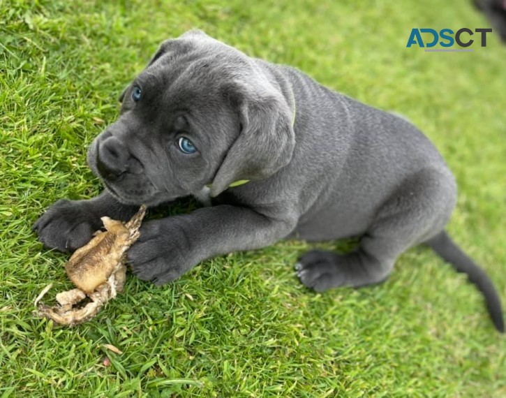 Cane Corso Puppies