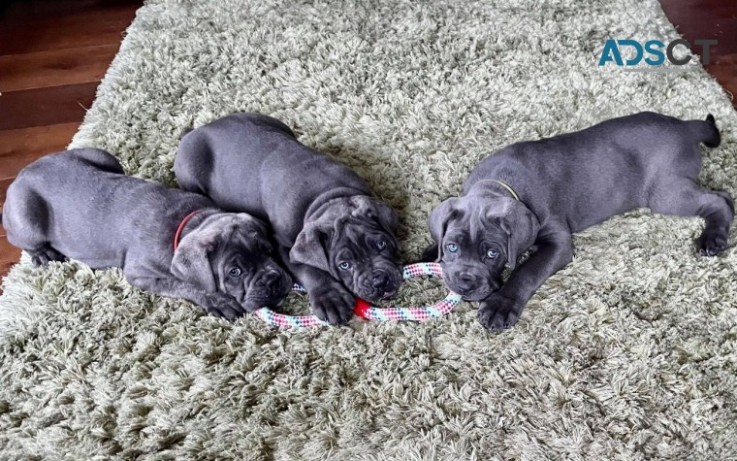 Cane Corso Puppies