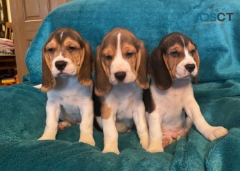 Purebred Beagle Puppies